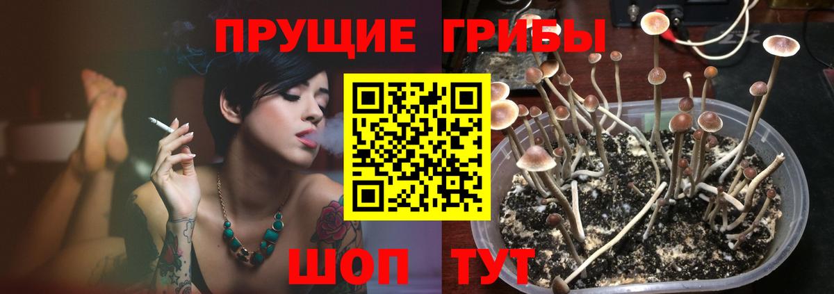 Псилоцибиновые грибы Psilocybe  Вход с VPN  Рассказово 
